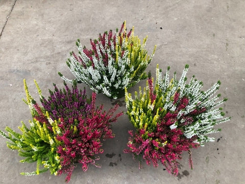 Erica Calluna vulg Garden