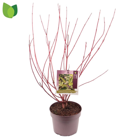 Cornus alba Gouchaultii 19Ø 75cm