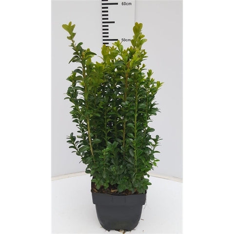 Buxus sempervirens