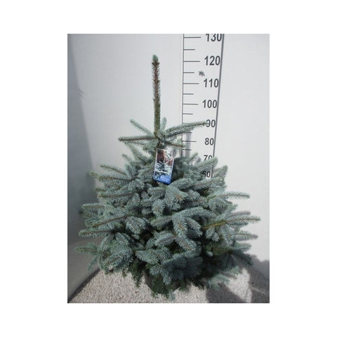 Picea pungens Super Blue 32 Ø 125 cm