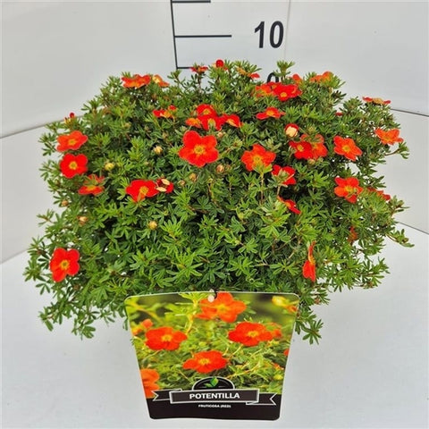 Potentilla fruticosa