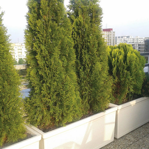 Fioriera Millerighe Rettangolare