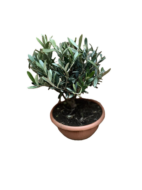 Olivo Ciotola 21 H 35