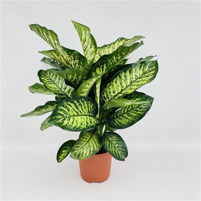 La Dieffenbachia Tropic  Maroba