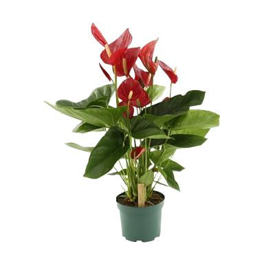 Anthurium Melodia vp 17 H 80 cm