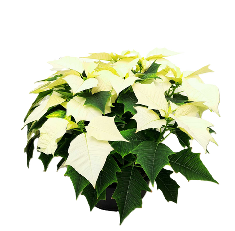 Poinsettia Stella di Natale