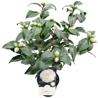 Camelia japonica White 15Ø 50cm