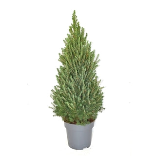 Picea Glauca Conica 23 Ø 80 cm