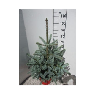 Picea pungens Super Blue 32 Ø 110 cm