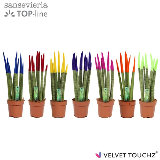 Sansevieria Spaghetti Colorata