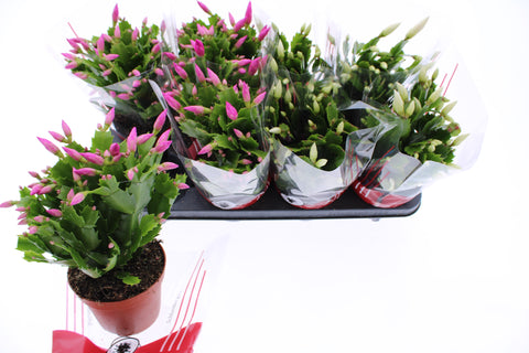 Schlumbergera vaso 13