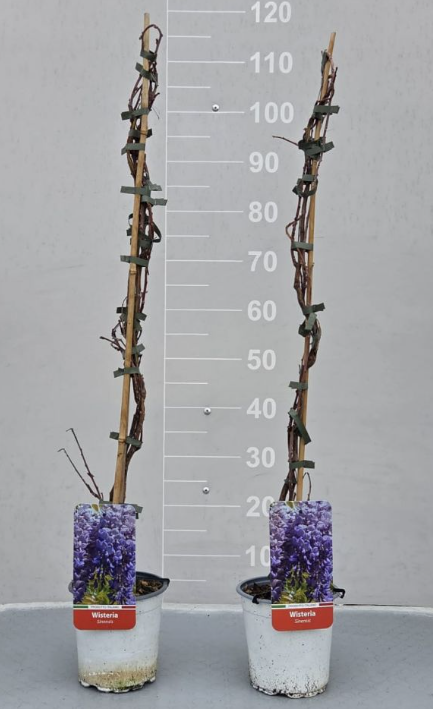 Wisteria Sinensis  (Glicine) vaso dm 18 altezza pianta 100\120 cm
