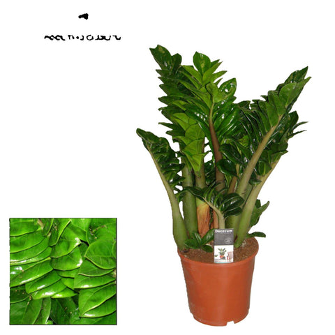 Zamioculcas zamiifolia Zenzi