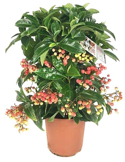 Ardisia Crenata