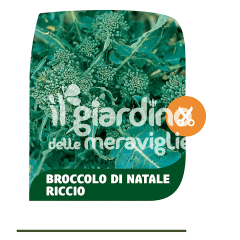 Cavolo broccolo di Natale Riccio 6 Piante