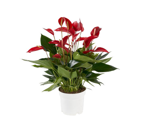 Anthurium Roja VP 17 H 50 cm