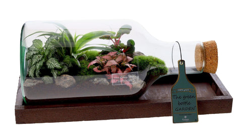 Terrario in Bottiglia 20 x 38 cm