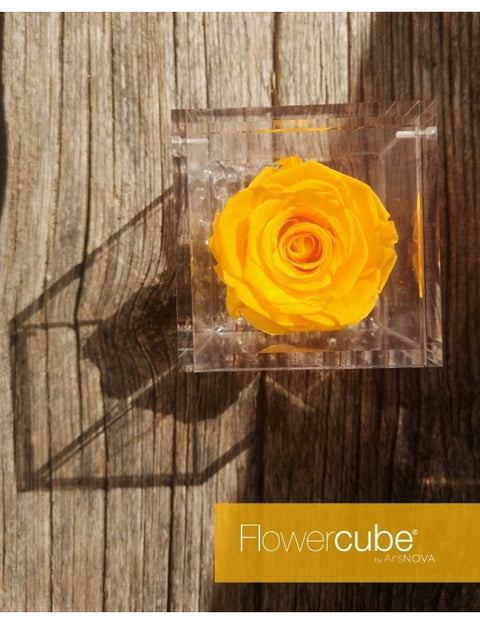 Flowercube 12X12 Rosso
