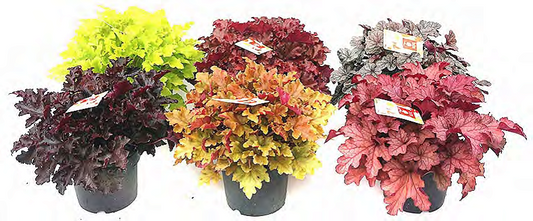 Heuchera vaso dm 19