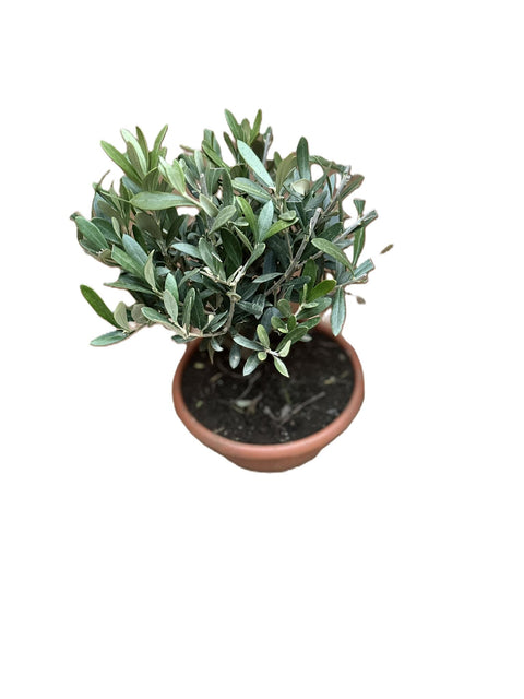 Olivo Ciotola 21 H 35