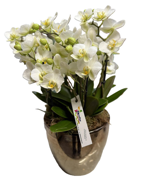 Phalaenopsis Multi fiore Piccolo + Vaso Ceramica vp 15 4 Rami 100 fiori