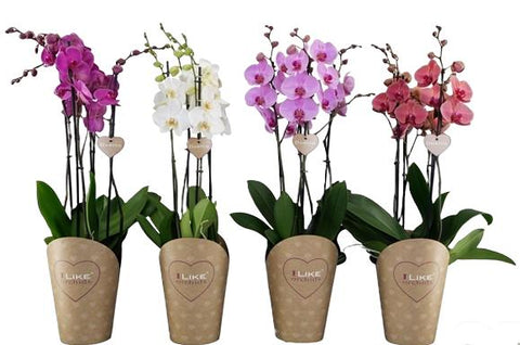 Phalaenopsis Duetto mix 17Ø H70cm 4st 40 fiori