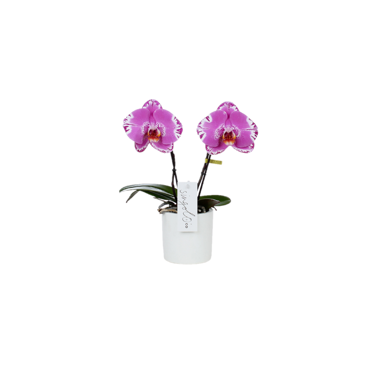 Phalaenopsis fiore xxl