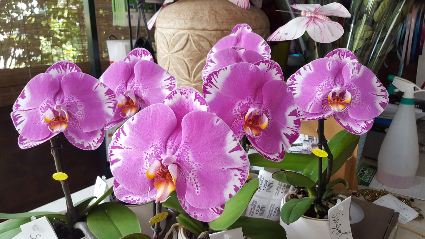 Phalaenopsis fiore xxl