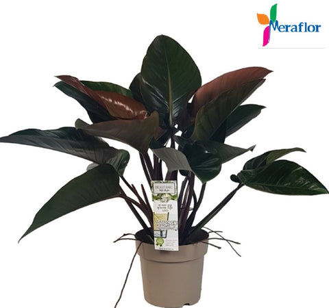 Philodendron Imperial Red