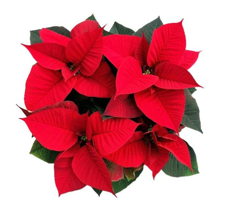 Poinsettia Stella di Natale