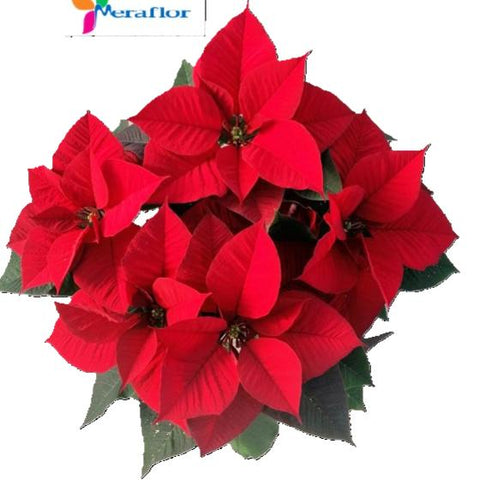 Poinsettia Stella di Natale