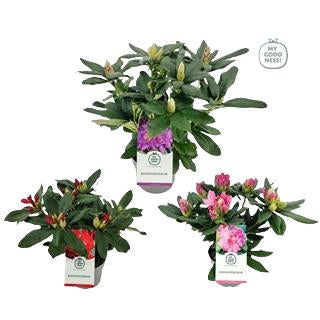 Rhododendron Mix 17Ø 40cm 30Ø