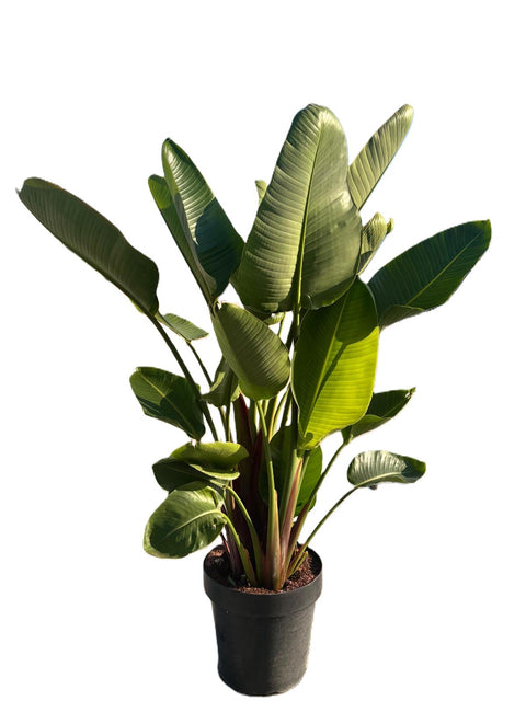 Strelitzia Nicolai