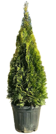 Thuja Occidentalis